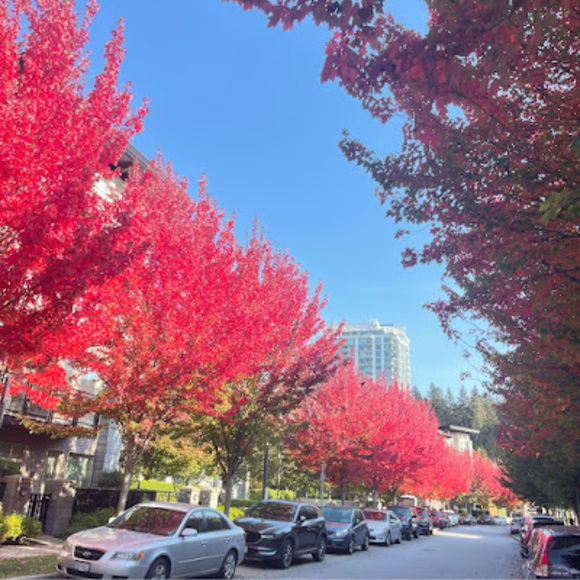 Meet your Posher, Lin - Picture 1 of 1